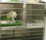 Aran Veterinaris